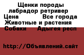 Щенки породы лабрадор ретривер › Цена ­ 8 000 - Все города Животные и растения » Собаки   . Адыгея респ.